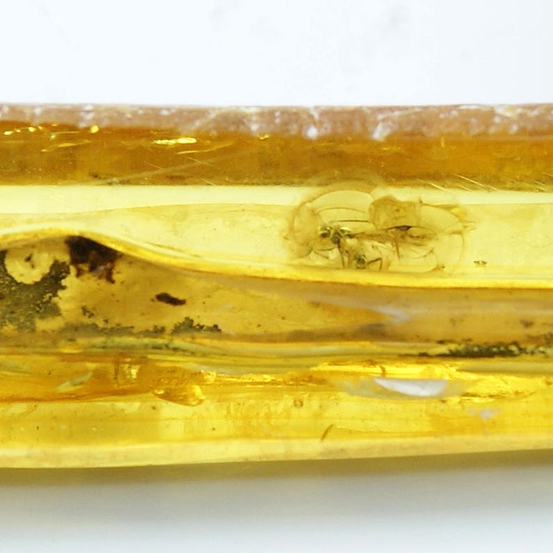 Long Baltic Amber Pendant with Fossil Insect Inclusion Amber 925 Sterling Silver Pendant Amber Necklace AF836