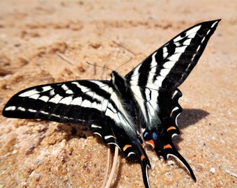 Butterfly Photography Print, Swallowtail Butterfly Print, Nature Photography, Butterfly Print