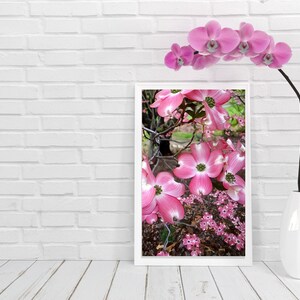 Flower Photography, Pink Dogwood Blossoms, Flower Print, Dogwood Tree with Blossoms, Pink Blossoms, Wall Decor, Flower Wall Art