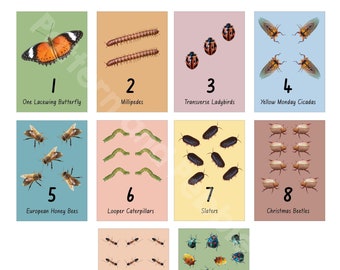 Beautiful bugs number flash cards