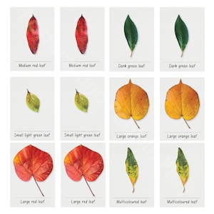 Tarjetas de memoria de hoja con descripción