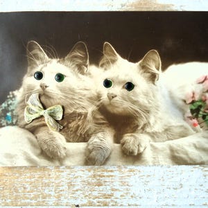 Antieke ansichtkaart met glazen ogen - twee katten kittens dier huisdier, mand boog echte stof, vreemd griezelig, vreemde eigenaardigheid, snorharen, Frans getint 1900
