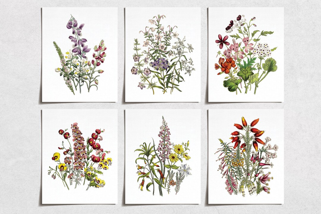 Vintage Wildflower Floral Prints 6 Modern Wall Art - Etsy