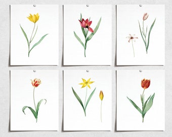 Vintage Tulip Flower Prints (6) | Modern Wall Art Victorian Illustration | Wall Art Decor Prints | Room Wall Decor | YP-1035