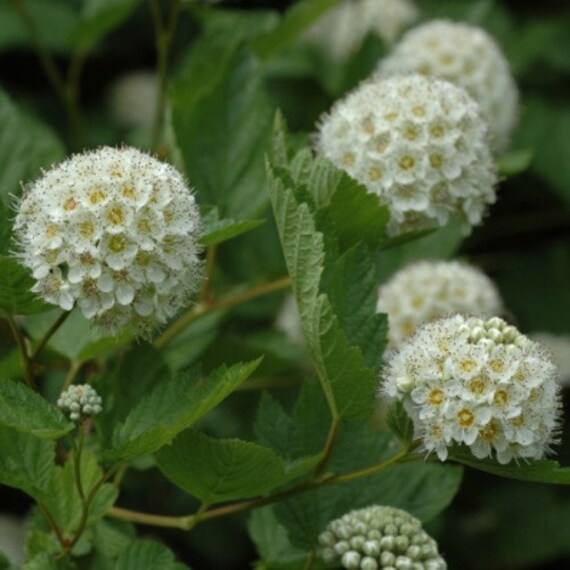 Common Ninebark 40 Seeds Etsy