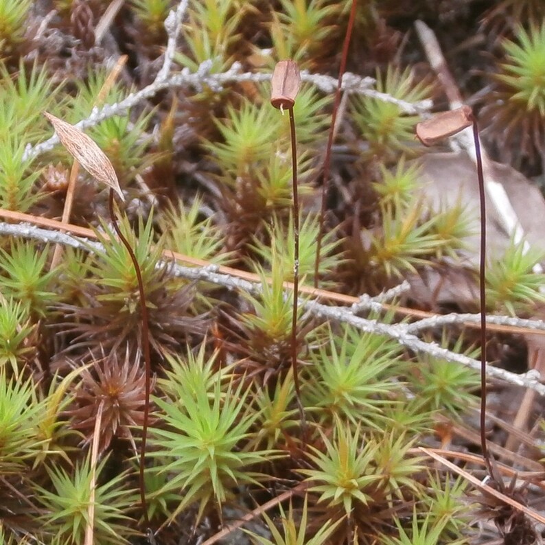 Hair Cap Moss. 200 Spores Etsy