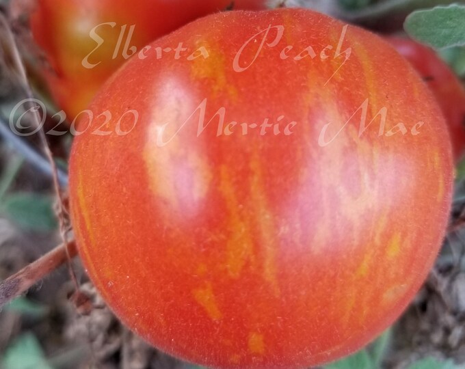 Elberta Peach Tomato Seeds -- Organically Grown, non-GMO, Heirloom, Made in Wisconsin - USA