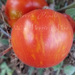 Elberta Peach Tomato Seeds Organically Grown, non-GMO, Heirloom, Made in Wisconsin USA image 1