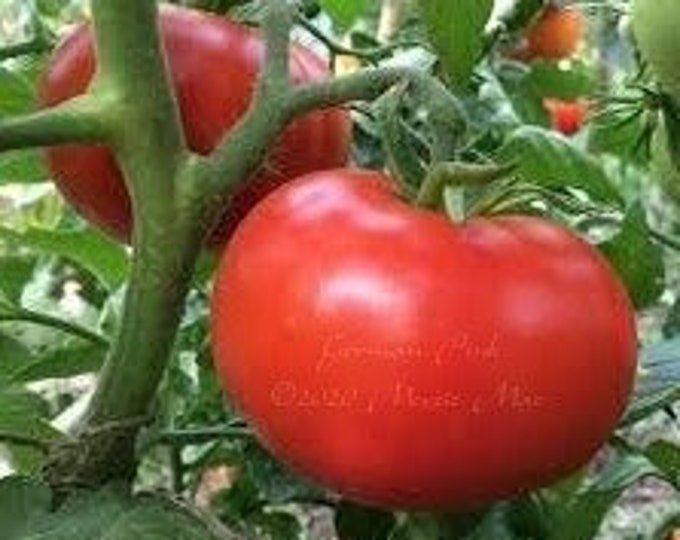German Pink (Ott Strain) Tomato Seeds -- Organically Grown, non-GMO, Heirloom, Made in Wisconsin - USA