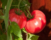 Brandywine (Sudduth 39 s Strain) Tomato Seeds Organically Grown, non-GMO, Heirloom, Made in Wisconsin - USA