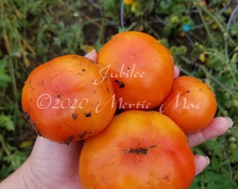 Jubilee Tomato Seeds -- Organically Grown, non-GMO, Heirloom, Made in Wisconsin - USA