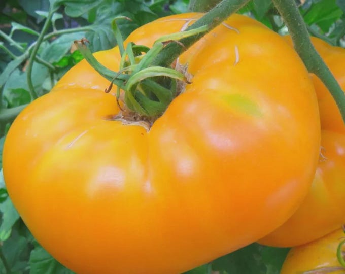Amana Orange Tomato Seeds -- Organically Grown, non-GMO, Heirloom, Made in Wisconsin - USA