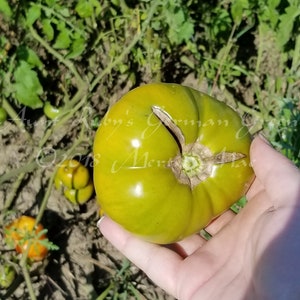 Aunt Ruby's German Green Tomato Seeds Organically Grown, non-GMO, Heirloom, Made in Wisconsin USA image 7