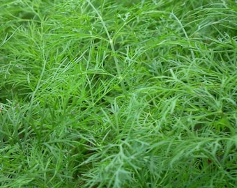 Dukat Dill Seed