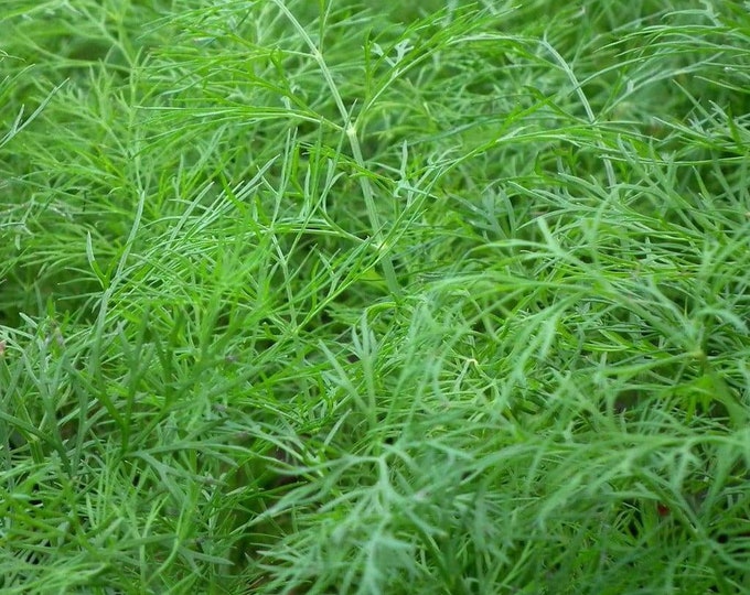 Dukat Dill Seed