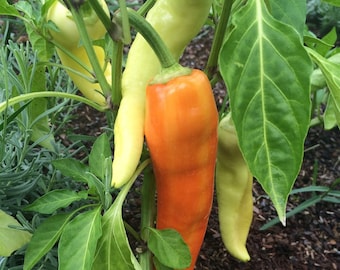 Sweet Banana Pepper Seeds -- Organically Grown, non-GMO, Heirloom, Made in Wisconsin - USA