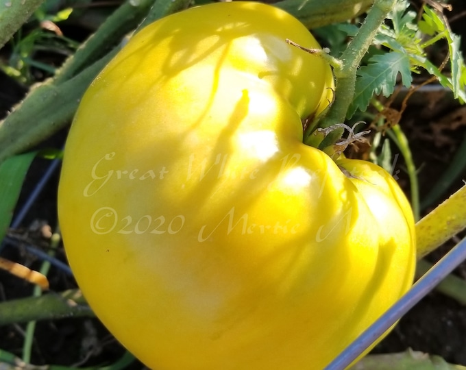 Great White Tomato Seeds -- Organically Grown, non-GMO, Heirloom, Made in Wisconsin - USA