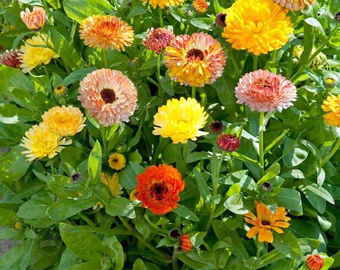 Fiesta Gitana Blend Calendula Seeds -- Organically Grown, non-GMO, Heirloom, Made in Wisconsin - USA