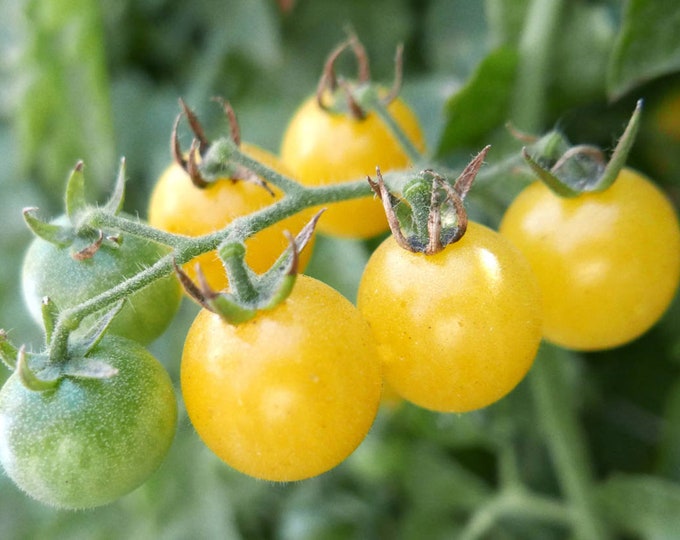 Estonian Yellow Cherry Tomato Seed