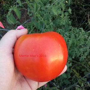 May include: A large, red, ripe tomato with a slightly yellow hue. The tomato is being held in a hand and the text "Mertie Mae's 2016" is visible on the tomato.