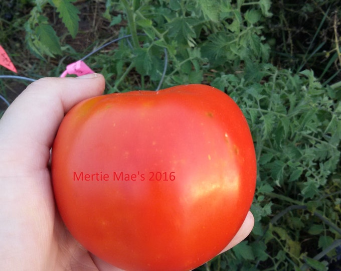 Aunt Mandy Tomato Seeds -- Organically Grown, non-GMO, Heirloom, Made in Wisconsin - USA