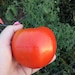 Organic Aunt Mandy Tomato Seeds, non-GMO, Grown in the USA, Amish Heirloom, Open-Pollinated
