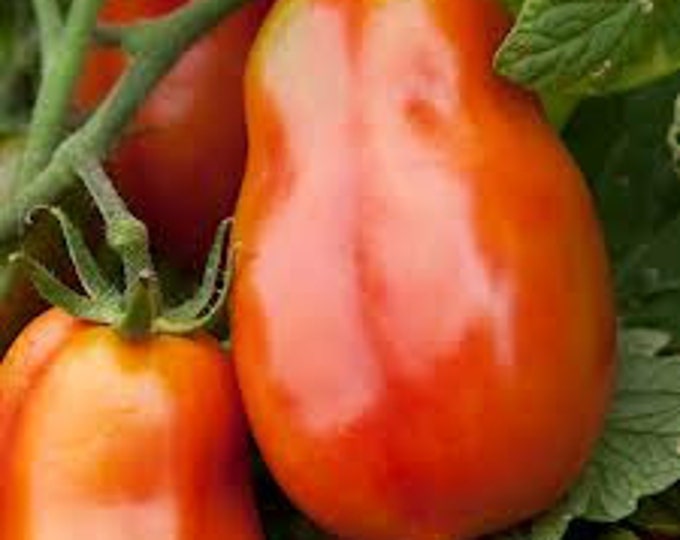 Sausage Tomato Seeds -- Organically Grown, non-GMO, Heirloom, Made in Wisconsin - USA