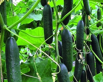 Marketer Slicing Cucumber Seeds -- Organically Grown, non-GMO, Heirloom, Made in Wisconsin - USA