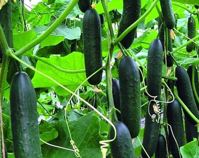 Marketer Slicing Cucumber Seeds -- Organically Grown, non-GMO, Heirloom, Made in Wisconsin - USA