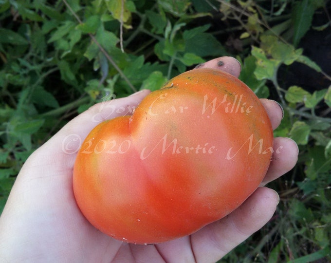 Box Car WIllie Tomato Seeds -- Organically Grown, non-GMO, Heirloom, Made in Wisconsin - USA
