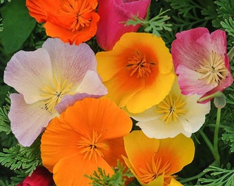California Poppy Blend Seeds
