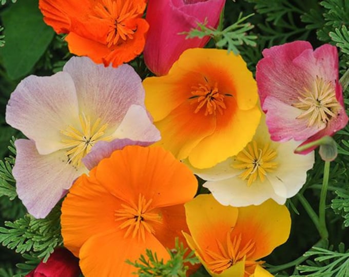 California Poppy Blend Seeds