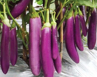 Long Purple Eggplant Seeds