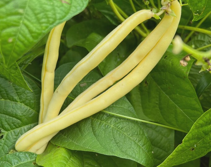 Sunshine Bush Wax Bean Seeds -- Organically Grown, non-GMO, Heirloom, Made in Wisconsin - USA