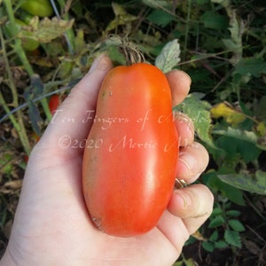 Ten Fingers of Naples Paste Tomato Seeds -- Organically Grown, non-GMO, Heirloom, Made in Wisconsin - USA