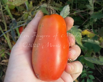 Ten Fingers of Naples Paste Tomato Seeds -- Organically Grown, non-GMO, Heirloom, Made in Wisconsin - USA