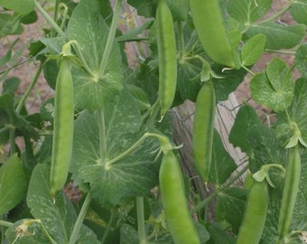 Lincoln Pea Seed