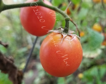 Isis Candy Tomato Seeds -- Organically Grown, non-GMO, Heirloom, Made in Wisconsin - USA