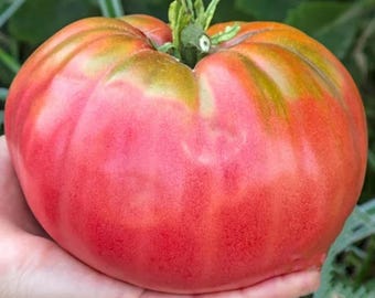 Giant Pink Belgium Tomato Seeds -- Organically Grown, non-GMO, Heirloom, Made in Wisconsin - USA
