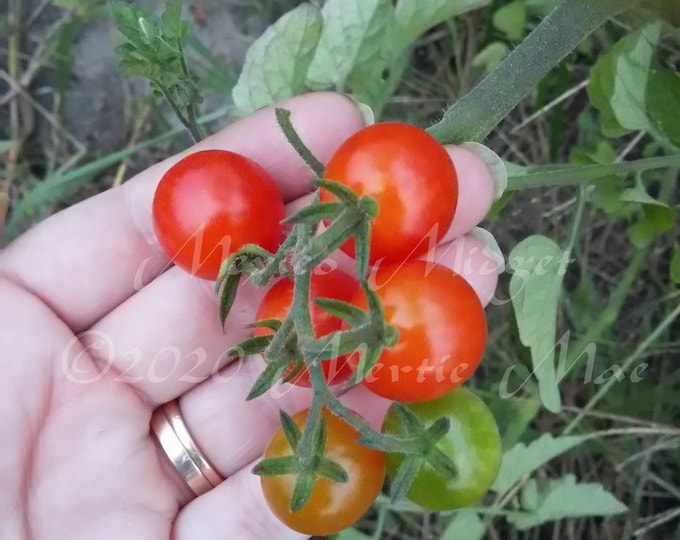 Mexico Midget Tomato Seed -- Organically Grown, non-GMO, Heirloom, Made in Wisconsin - USA