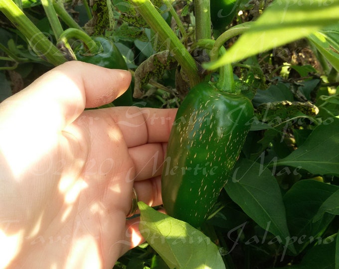 Jalapeno, Traveler Strain, Hot Pepper Seed