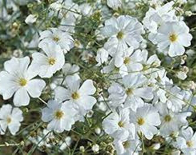 Covent Garden Baby's Breath Seeds