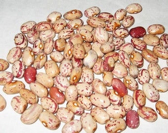 French Horticulture Bush Shell Bean Seed