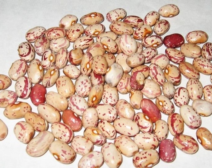 French Horticulture Bush Shell Bean Seed