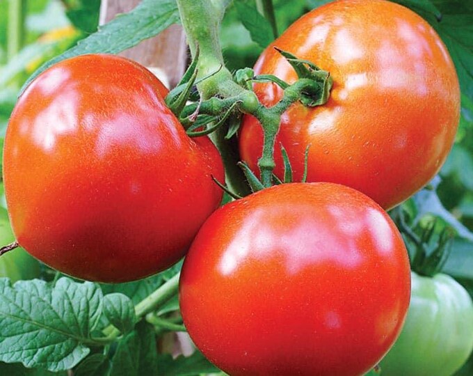 Cupid’s Red (купидон красный) Tomato Seed -- Tomato Seeds -- Organically Grown, non-GMO, Heirloom, Made in Wisconsin - USA