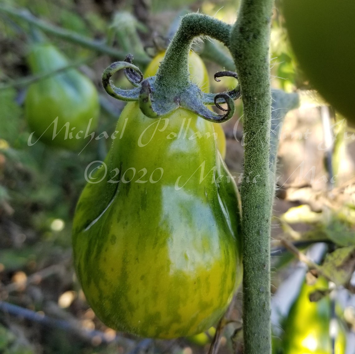 Michael Pollan Mint Julep Tomato Seeds Organically Grown Etsy