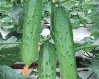 WI Grown Tendergreen Burpless Cucumber Seed