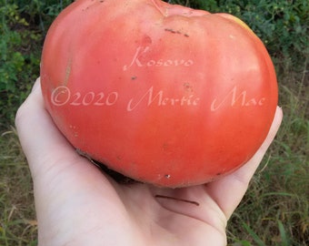 Kosovo Tomato Seed -- Organically Grown, non-GMO, Heirloom, Made in Wisconsin - USA