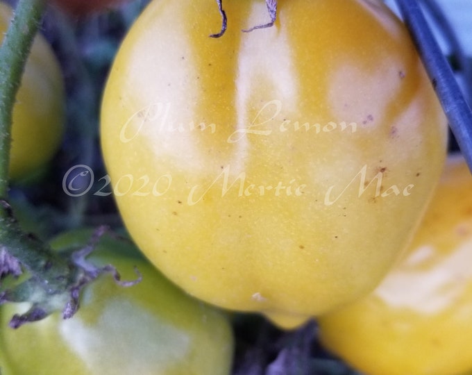 Plum Lemon Tomato Seeds -- Organically Grown, non-GMO, Heirloom, Made in Wisconsin - USA