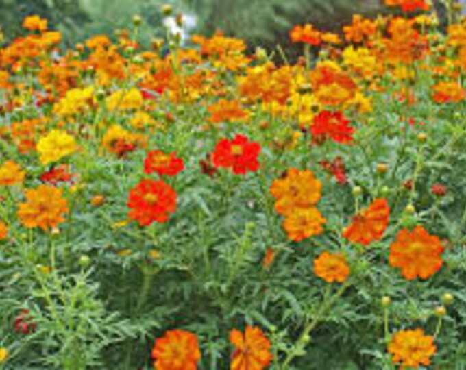 Bright Lights Blend Cosmos sulpherus seeds -- Organically Grown, non-GMO, Heirloom, Made in Wisconsin - USA